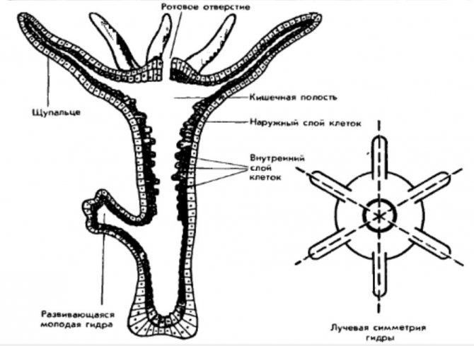 Kraken 19 at сайт